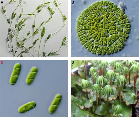 最早的植物|PNAS：揭示早期陆地植物起源之谜